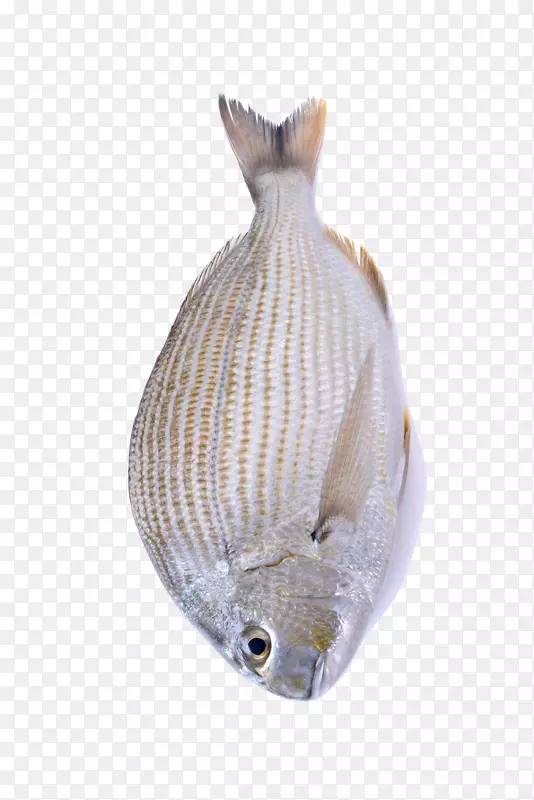 海洋生物竹筴鱼食物照片