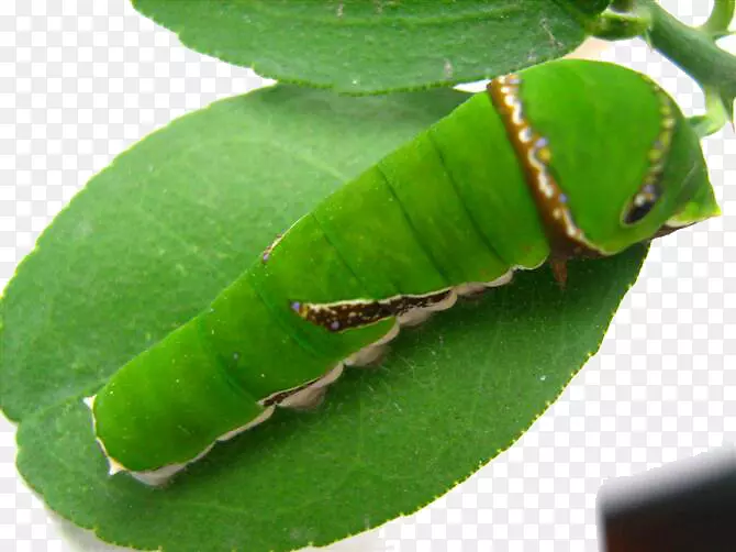 取食植物叶子的幼虫