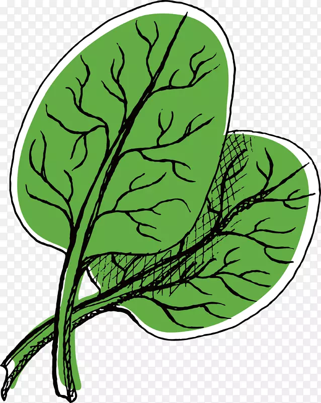 矢量手绘薄荷叶素材