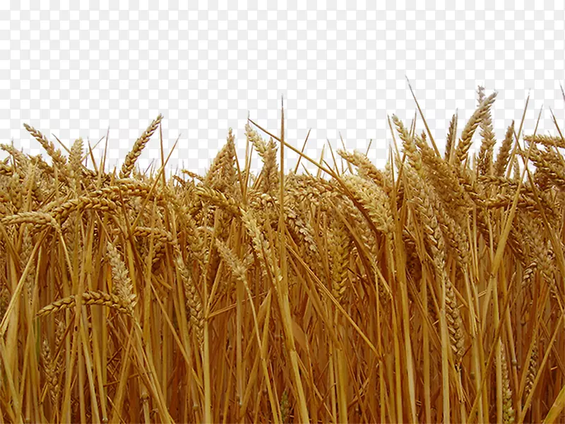 下半部金色麦田小麦麦穗大丰收