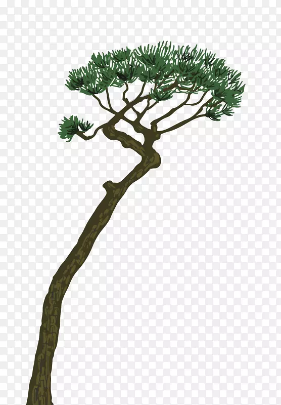 延伸生长的松树