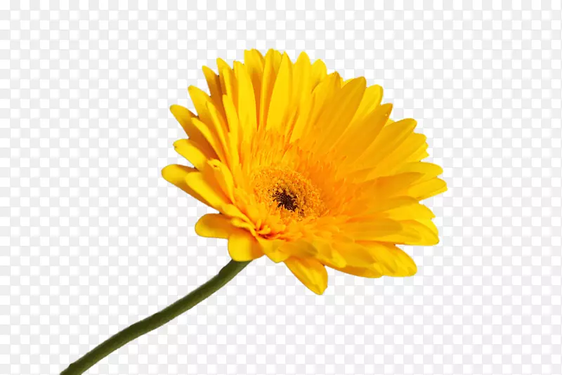 黄色的太阳花