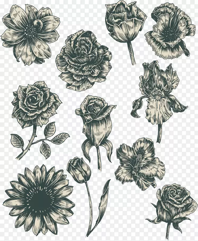 素描花卉矢量图片