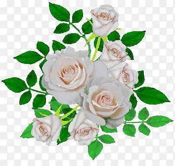 白玫瑰月季