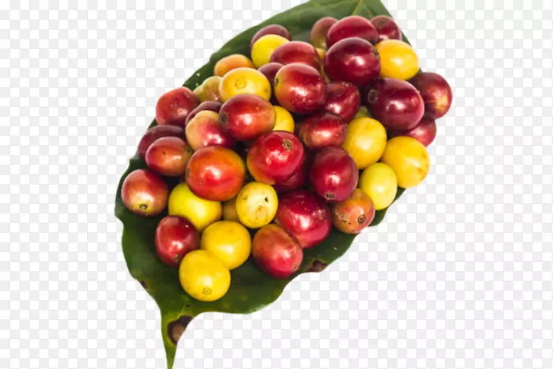 红绿色一堆成熟的咖啡果实物