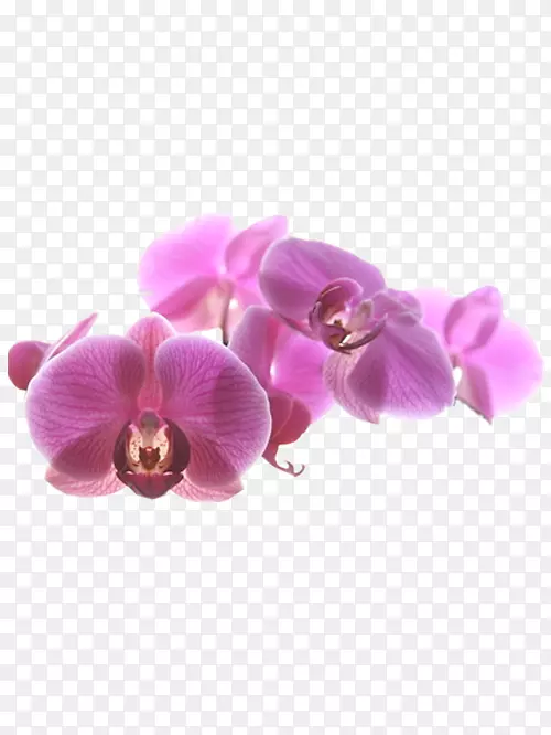 好看的紫色蝴蝶兰