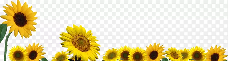 边框底部装饰太阳花向日葵