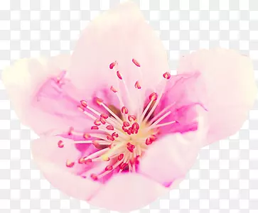 清新粉白色春天花朵