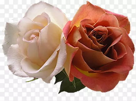 粉白色清新玫瑰花朵