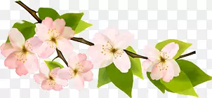 春天粉白色花朵植物装饰