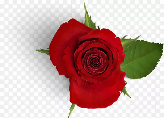 红色玫瑰花产品实物免抠素材