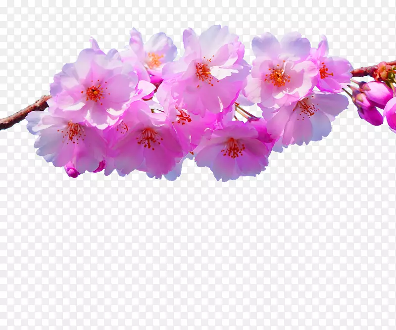 粉色春天桃花树枝装饰图案