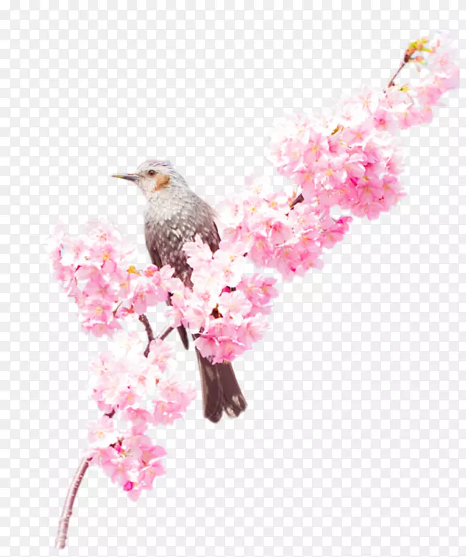 小鸟在桃花树枝上装饰图案