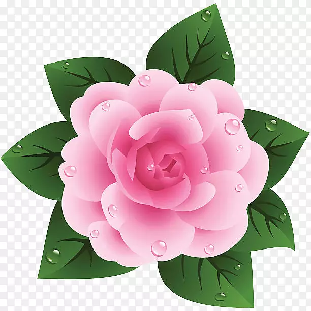 一朵粉色的布满水珠的山茶花插画