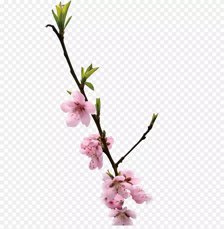 一枝桃花PNG图片素材下载_图片编号7510819-PNG素材网