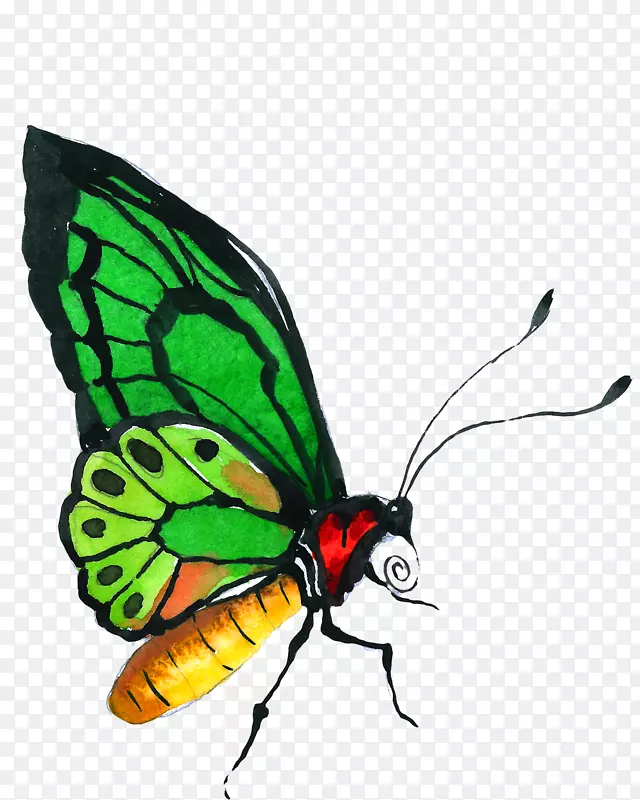 手绘绿色水彩蝴蝶