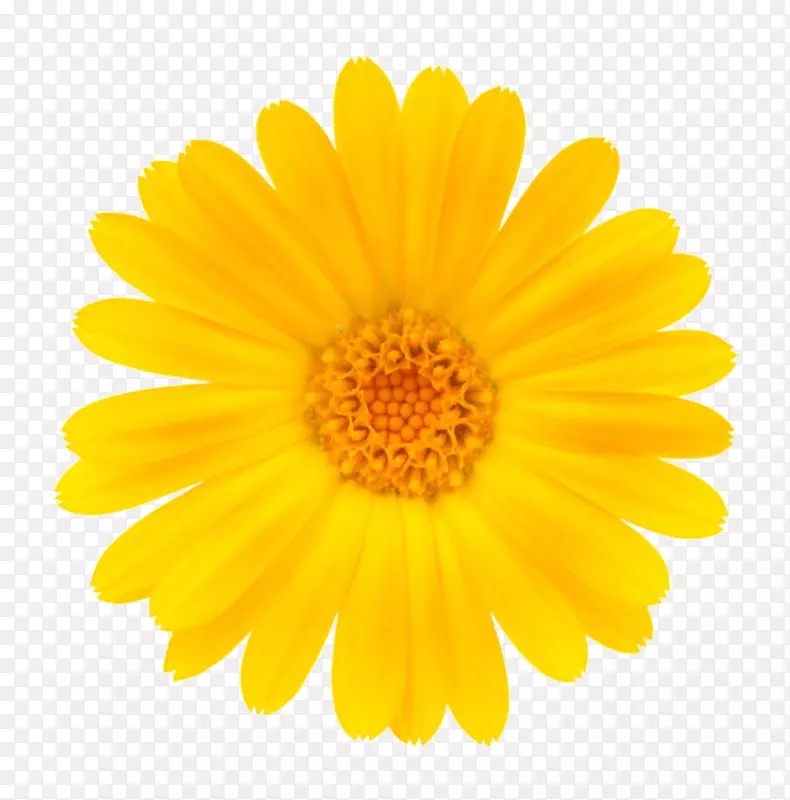 黄色鲜艳的散开的一朵大花实物