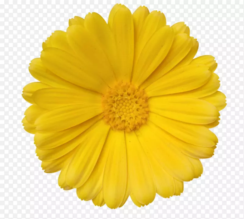 黄色有观赏性完全盛开的一朵大花