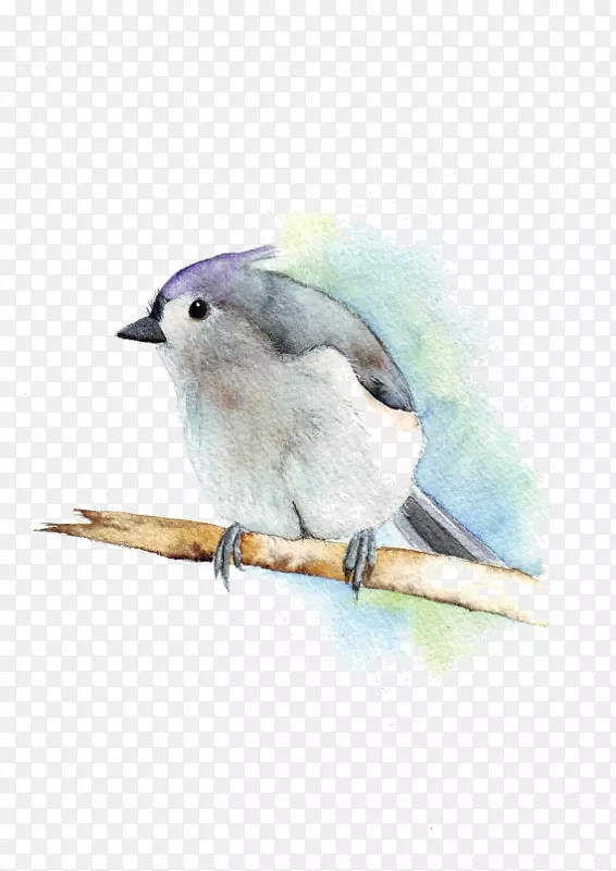 手绘小鸟