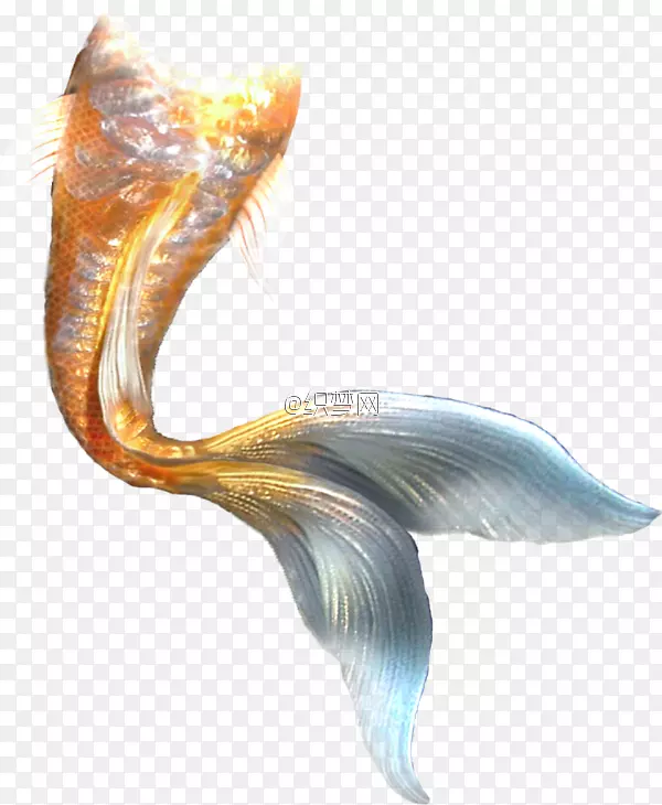鱼尾PNG图片素材下载_图片编号7513783-PNG素材网