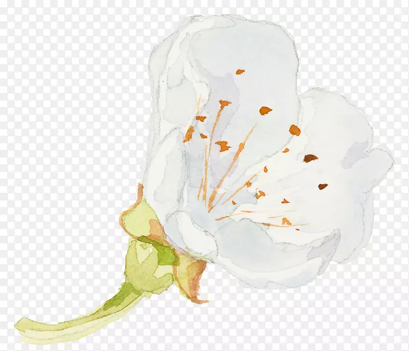 一朵美丽的白花