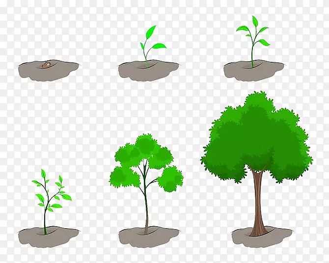 参天大树的成长阶段