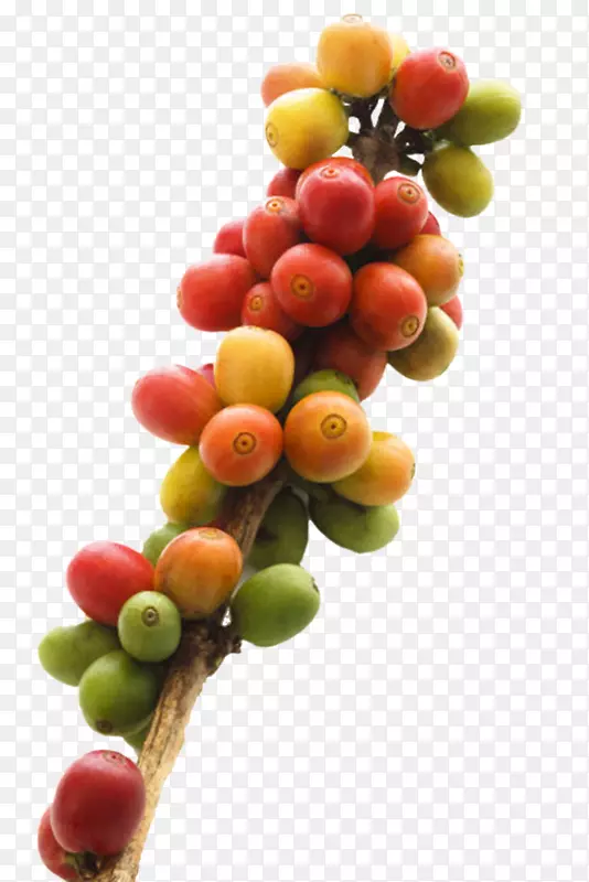 红色成熟清晰的咖啡果实物