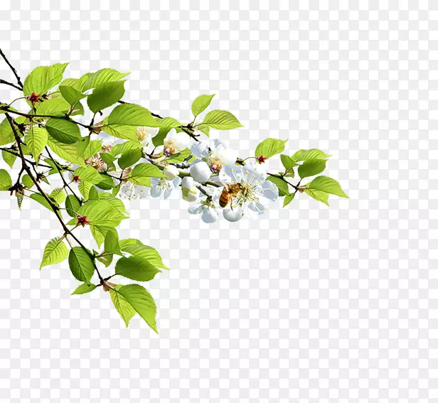 树枝上的花朵PNG图片素材下载_图片编号7515543-PNG素材网