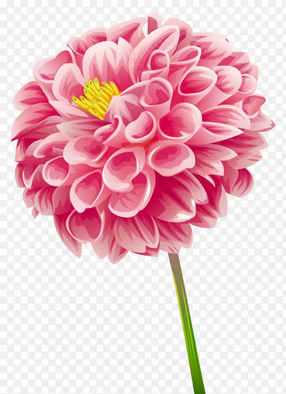 绽放的美丽粉色花球