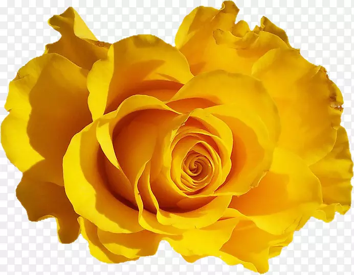 黄色绽放的玫瑰花特写