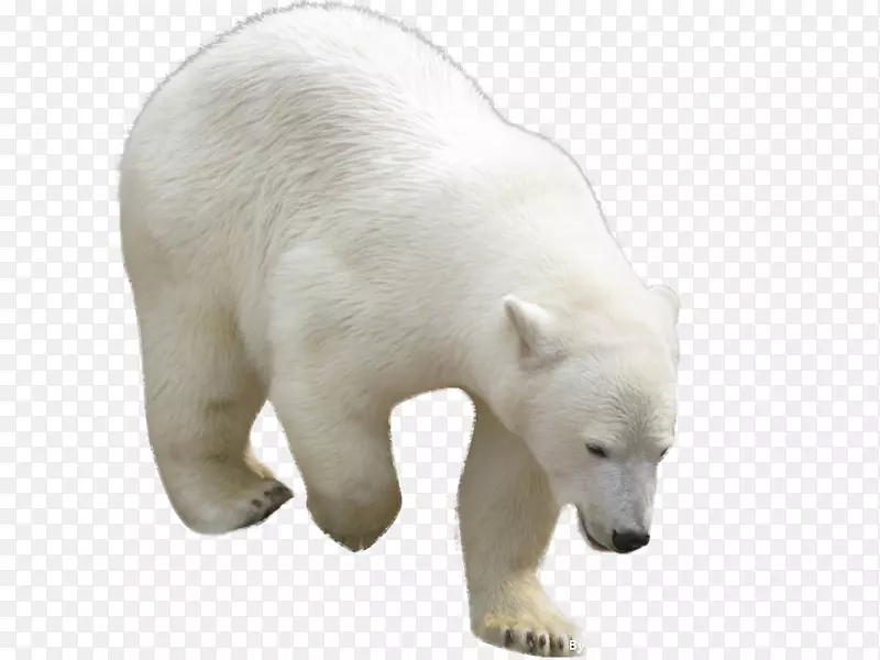 免扣动物北极熊