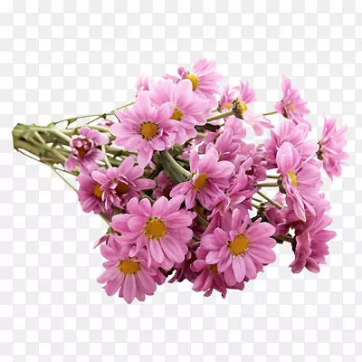 花蕾和迎春花粉红色花朵树枝
