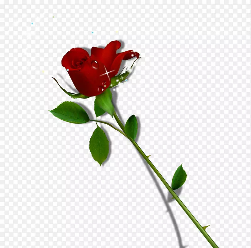 星光闪闪玫瑰花