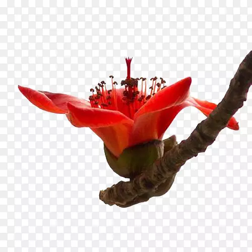 中国风景植物花朵红色木棉花