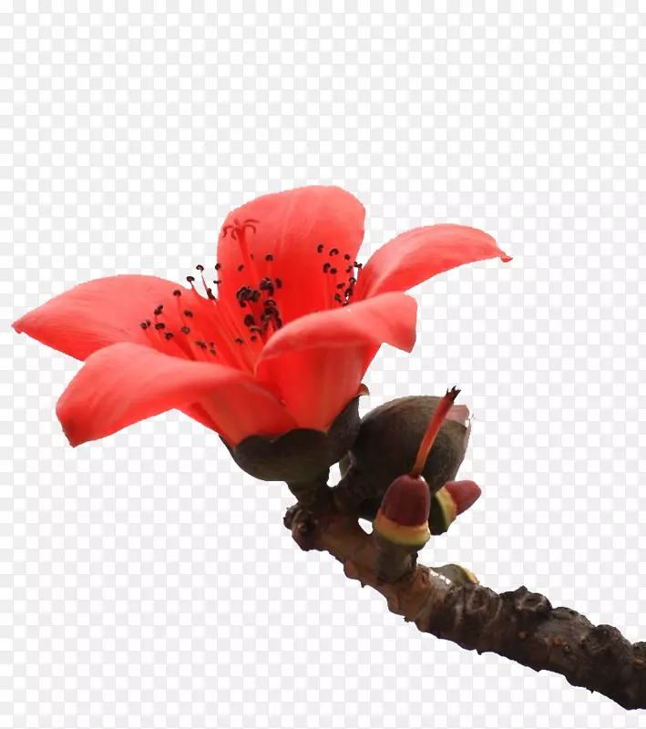一朵向上盛放的红色木棉花实物带