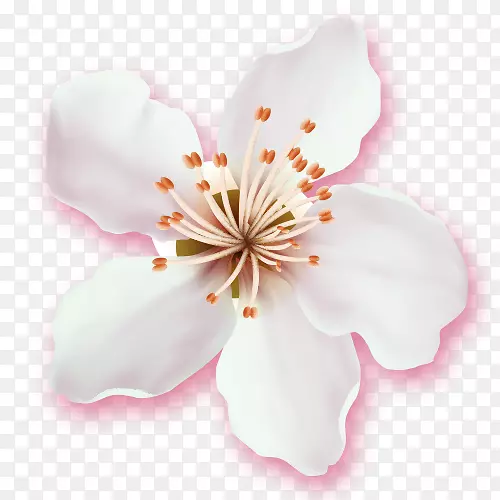 白色清雅装饰梨花设计图