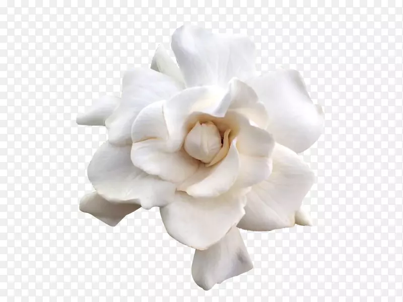 白色的栀子花 植物