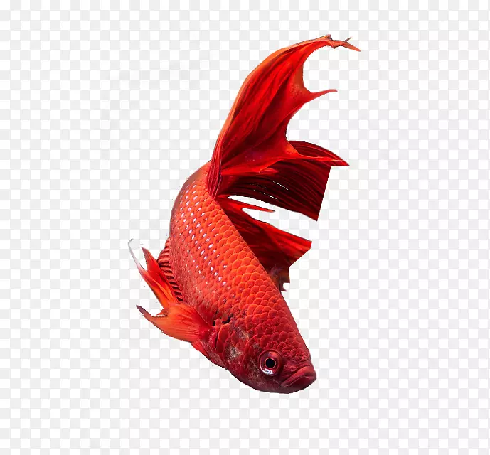 红色大尾金鱼