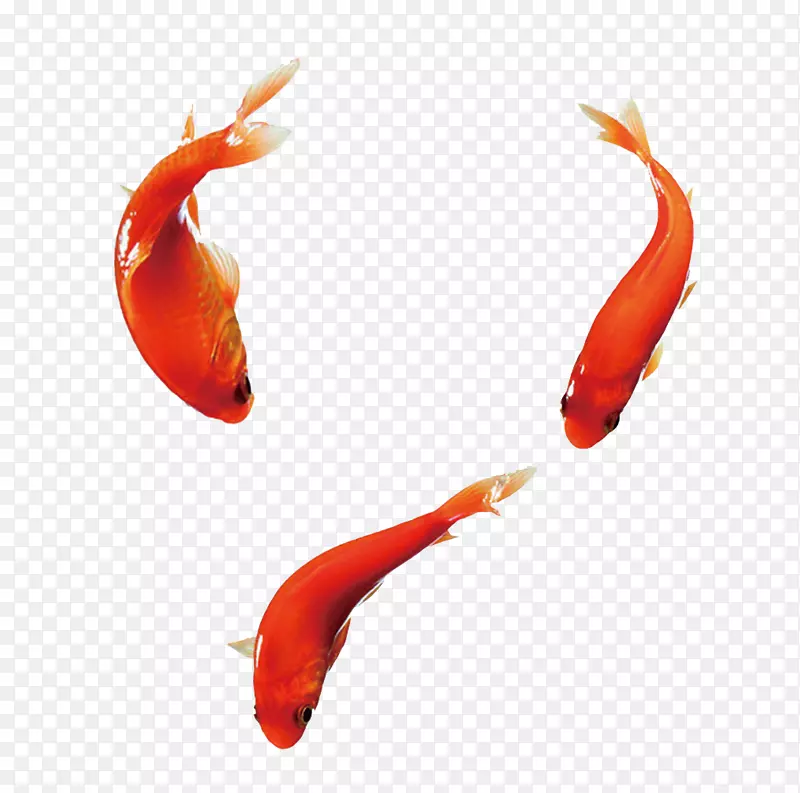 金鱼免抠素材