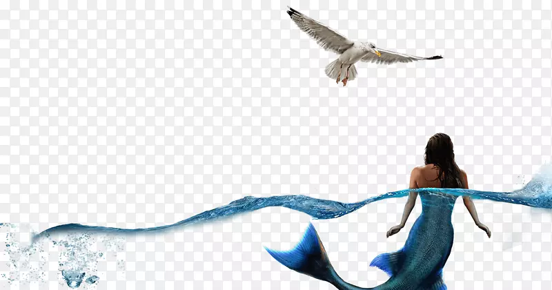 飞行海鸥美人鱼下载