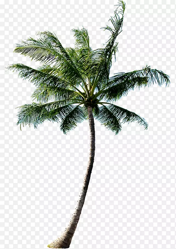 合成创意高清海边的椰子树