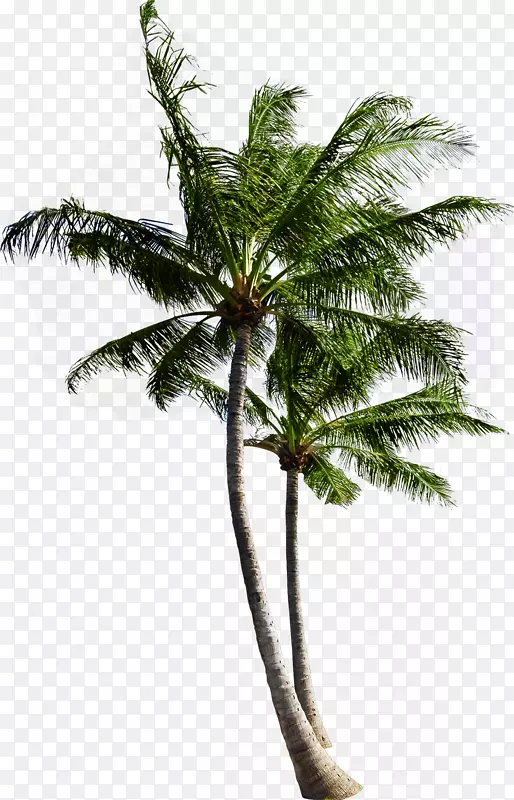 创意合成摄影绿色的椰子树效果