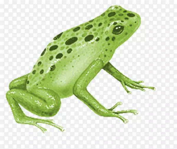 绿色圆点可爱青蛙
