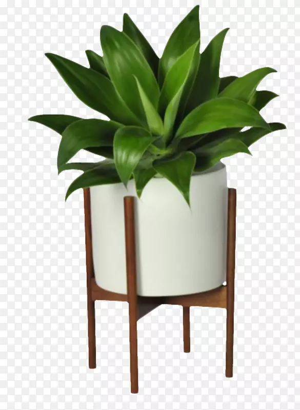翠绿色的个性植物装饰PNG图片素材下载_图片编号7529440-PNG素材网
