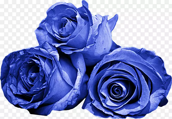 三朵蓝色玫瑰花