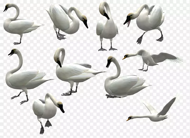 3D白色天鹅飞翔图案