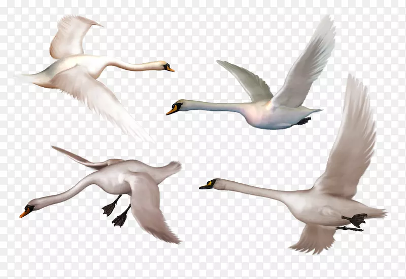 3D白色天鹅飞翔图案图像
