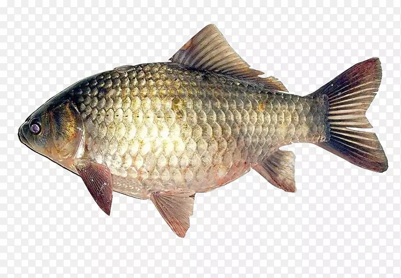 白鲫鱼红色鱼鳍大肚子金色鳞片鱼