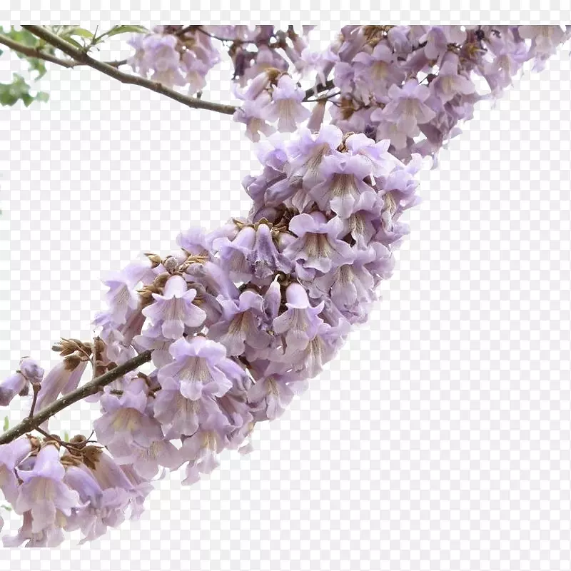 一丛紫色梧桐花簇