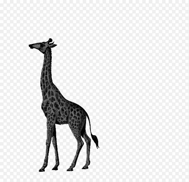 动物 手绘黑白 长颈鹿